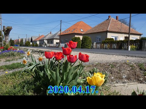 │2020.04.17.│Tulipánok│Tulipa│