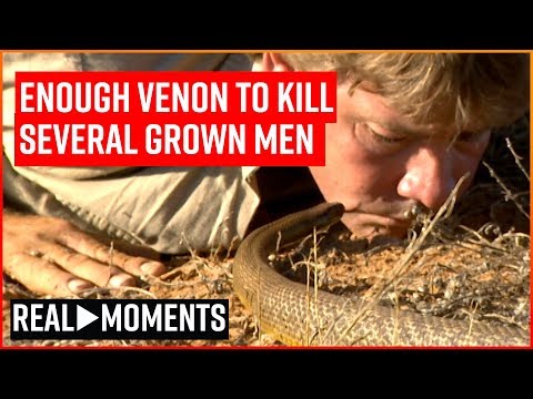 Steve Irwin Gets Licked By The World's Deadliest Snake | Real Moments