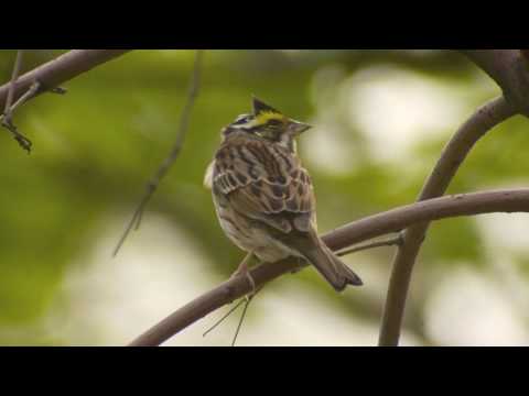 Strnádka zlatobrvá (Emberiza chrysophrys) — spev a hlas v prírode