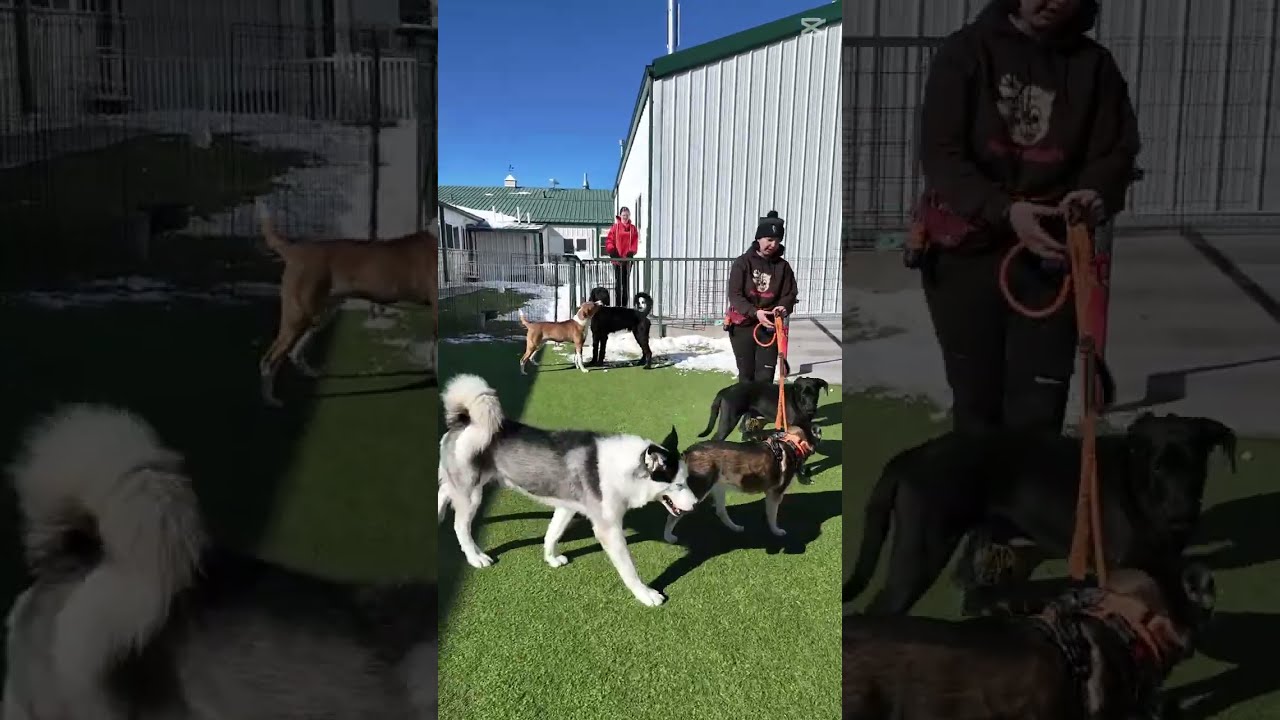 Enlarge Jett (D24-381), a Adoptable mixed breed in Peyton, CO video 6/6