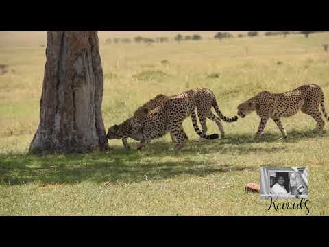 A coalition of 5 male cheetahs marking territory.
