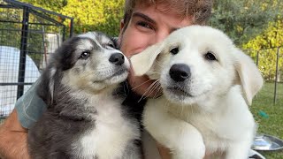 I Have Sad News About My Foster Puppies...