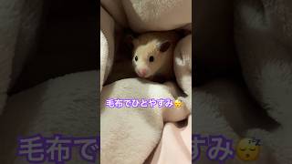 毛布が好きなのよ #キンクマ #ハムスター #眠る #follow #癒し #かわいい #ペット #pets
