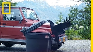Watch: Clever Raven Outsmarts a Trash Can | National Geographic