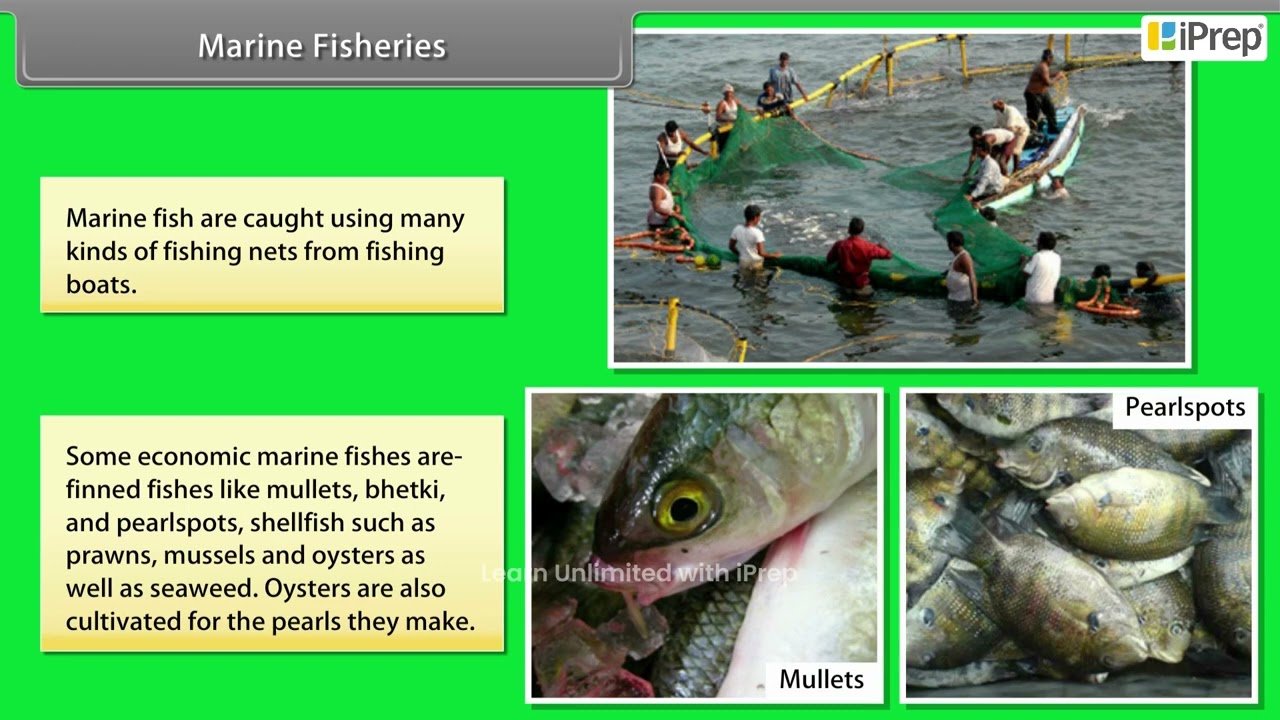Marine Fisheries | Improvement in Food Resources | Science | Class 9th | iPrep