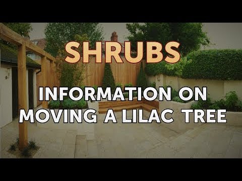 How to Prune a Bottlebrush Shrub