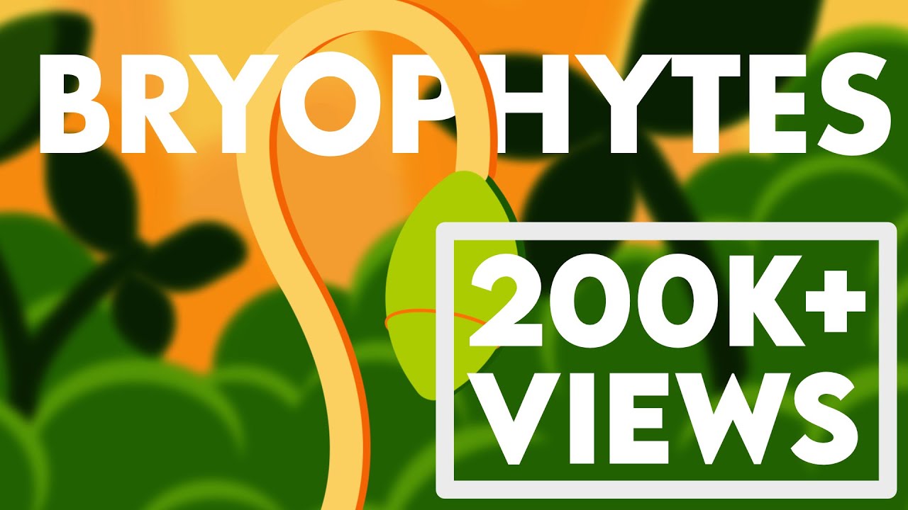 Bryophytes Class 11 | Life Cycle of Bryophytes ANIMATION | Plant Kingdom Class 11 | NEET