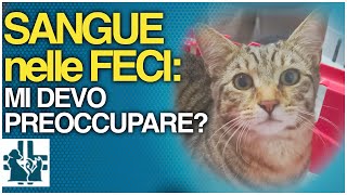 Sangue nelle feci del cane e del gatto, mi devo preoccupare