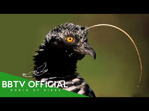 30 Strange Birds You Won't Believe Exist! | Wildlife Documentary | BBTV Official