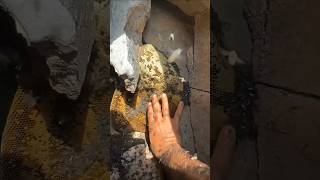 خلية عسل بوطويق من موسم السمر الحمدلله