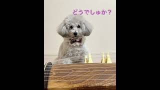 お琴を弾く犬♪ vol.1