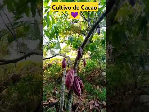 🍫🇨🇴 Saravena, Arauca: la cuna del mejor cacao del mundo (y te lo mostramos)