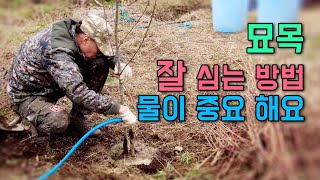 묘목 죽이지 않고 잘 심는 방법은 역시 물입니다 !