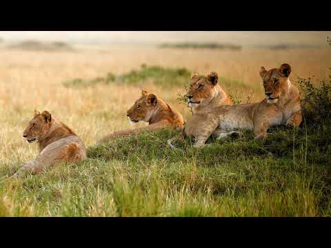 The Strongest LION PRIDE in Luangwa Valley - National Geographic Documentary
