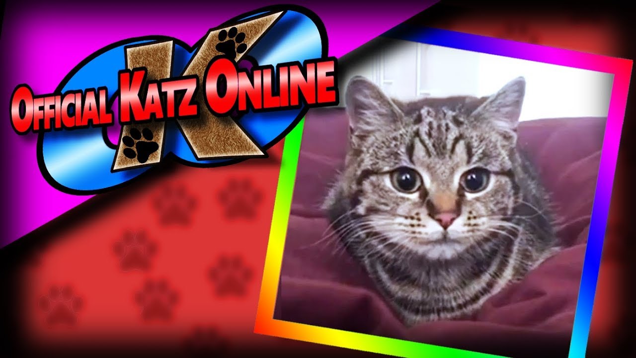 Cute SNEAK ATTACK Cats