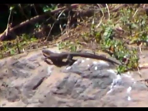 Monitor Lizard foraging for breakfast. Africa River cam. 21 April 2019