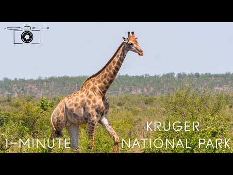 1-minute - Kruger National Park