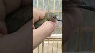 Download lagu AWAS TERTIPU | BURUNG INI MIRIP KAPAS TEMBAK harga cuma 25 rb aja #trucuklumut #merbah #pasarburung mp3 Download lagu AWAS TERTIPU | BURUNG INI MIRIP KAPAS TEMBAK harga cuma 25 rb aja #trucuklumut #merbah #pasarburung mp3
