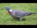 Woodpigeon 1h bird sound