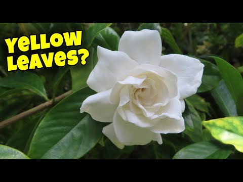 Gardenia Plant Care: What to do with Yellow Leaves