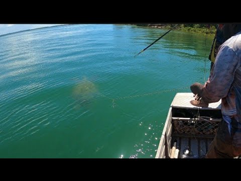 No Hook No Problem🤙👌🐢🦀🔥🔥🔥🔥