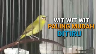 Download lagu Pleci Nembak Wit Wit Sejalur Untuk Masteran Pleci Dan Pancingan Pleci mp3