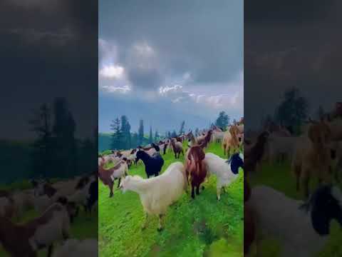 nature beauty | hadiqa  #nature  #shortvideo #beautiful