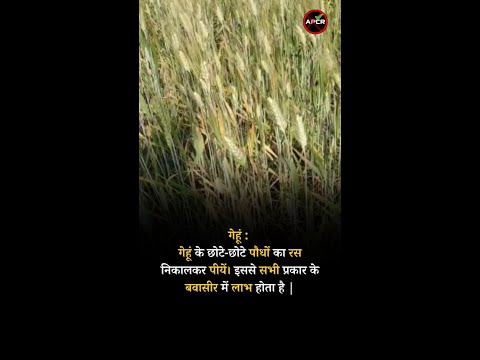 Treatment of Piles with Natural and Home Remedies Wheat #pilesclinic #antipiles #pilescare #shorts