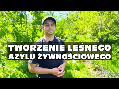 Tworzenie leśnego azylu żywnościowego - Food Forest koło Wadowic - Adam Żyrek, ogrodnik