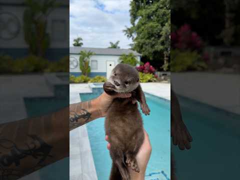 Lola learns to swim for the first time🥹