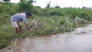 preview picture of video 'Krokodil voeren in de Tarcoles River Costa Rica'