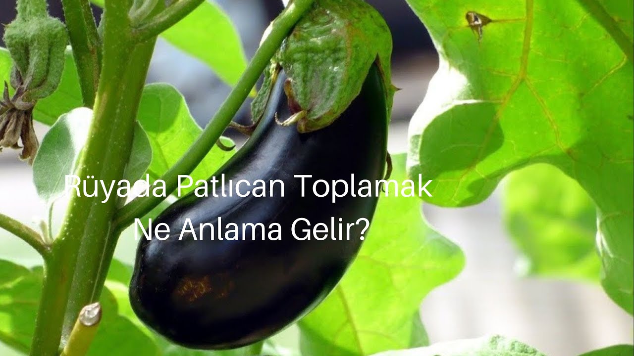 Rüyada Patlıcan Toplamak Ne Anlama Gelir