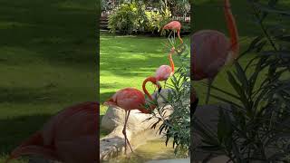 🇨🇴 Travelogue- Flamingo #cartagena #colombia #bird #flamingo #pink