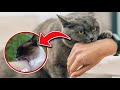 STOP Cat Biting 5 Secrets I Wish I D Known Earlier To Stop My Cat From Biting UPDATED