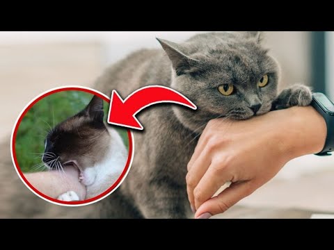 YouTube video about Prevent Your Feline Friend from Biting You with These Tips