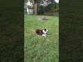 What A Powerhouse Watch Till The End Dogshorts Dog Amazing Dogbreed