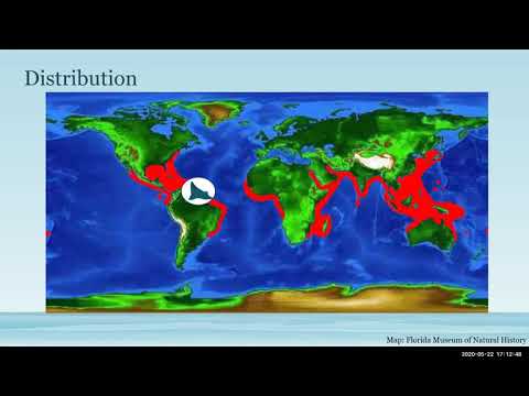 Conservation Conversations: Friday, May 22, 2020 Topic: The Spotted Eagle Ray