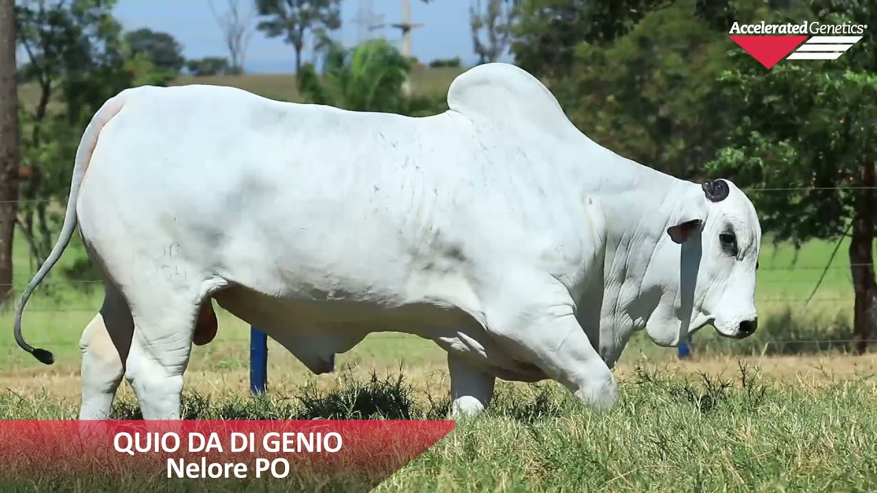 Vídeo QUIO DA DI GENIO