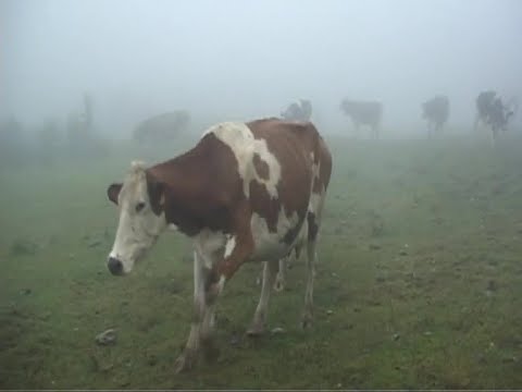 IL RITORNO DALLE MALGHE
