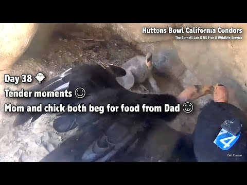 Huttons Bowl CA Condors🐦Day 38🐥Tender Moments😊 Mom & Chick Both Beg For Food From Dad😋2021-05-18