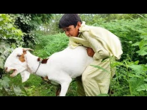 Amazing Man With His Goat ll US Animals Mp4 3GP Video & Mp3 Download unlimited Videos Download Amazing Man With His Goat ll US Animals Mp4 3GP Video & Mp3 Download unlimited Videos Download