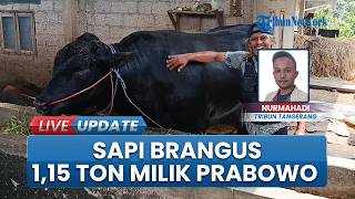 Sapi Berbobot 1,15 Ton Asal Tangerang Jadi Hewan Kurban Presiden Prabowo, Ini Potret Ambo