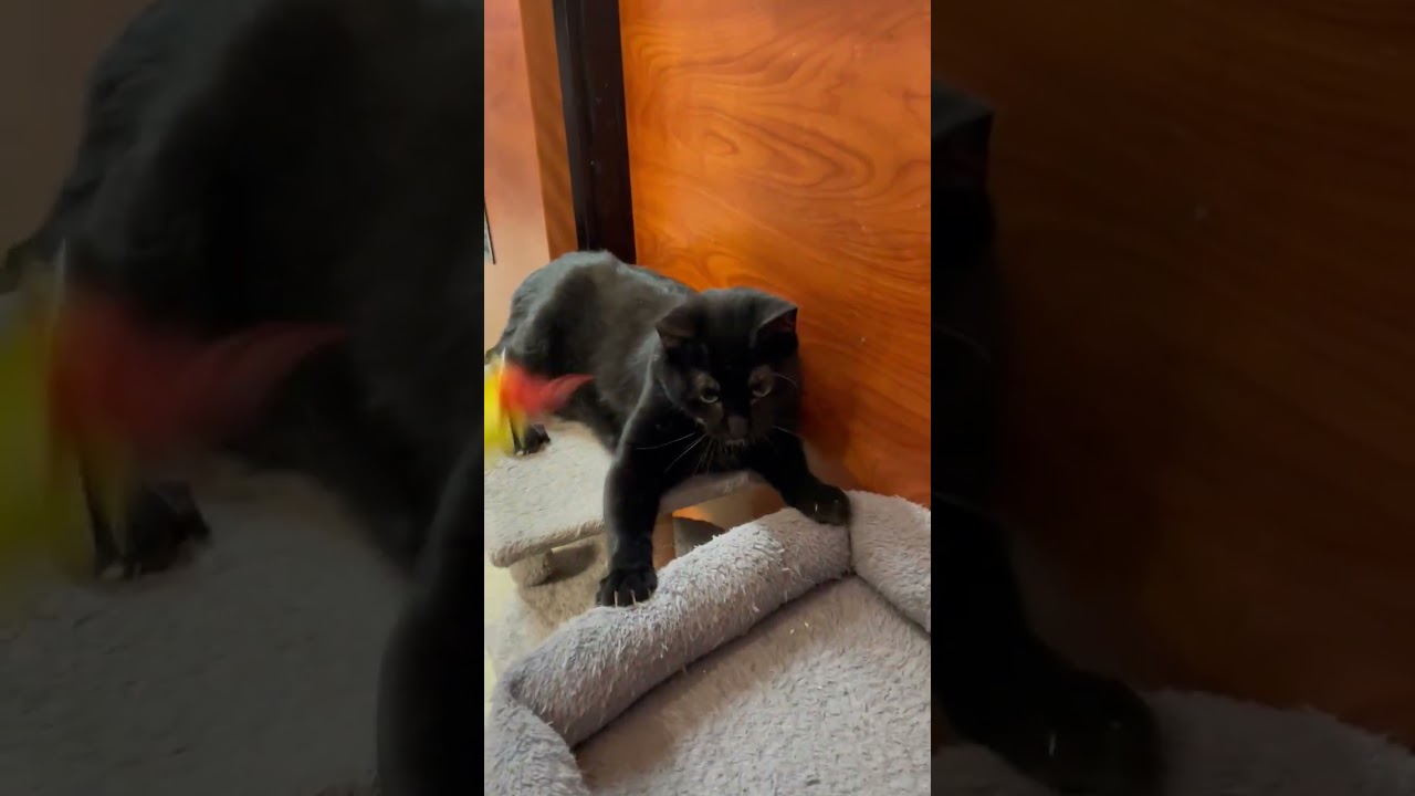 Enlarge Spot, an adoptable Domestic Short Hair in Scarborough, ON video 6/6