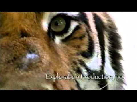 The Last Maneater - Discovery Channel