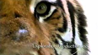 The Last Maneater - Discovery Channel