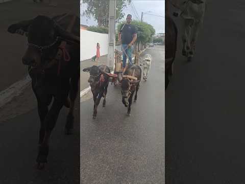 junta de bezerros de carro em cachoeirinha Pernambuco