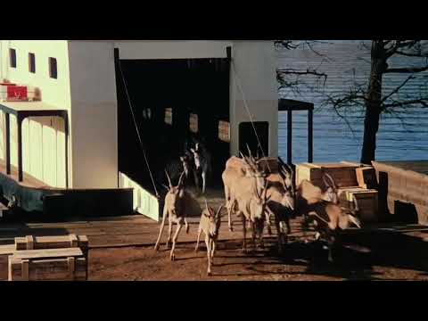 Io sto con gli ippopotami - "Freedom"