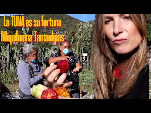 La Tuna es la fortuna de esta comunidad desconocida de Tamaulipas. Se sorprenderán. 