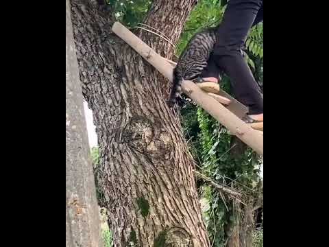 Rescuing scared cat from tree #shorts