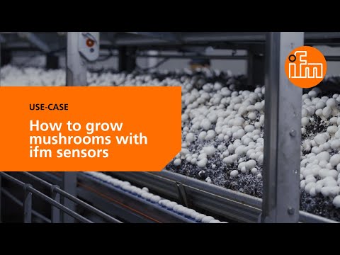 🍄 How to automate mushroom cultivation can be automated with ifm sensors [Use-Case] - zdjęcie